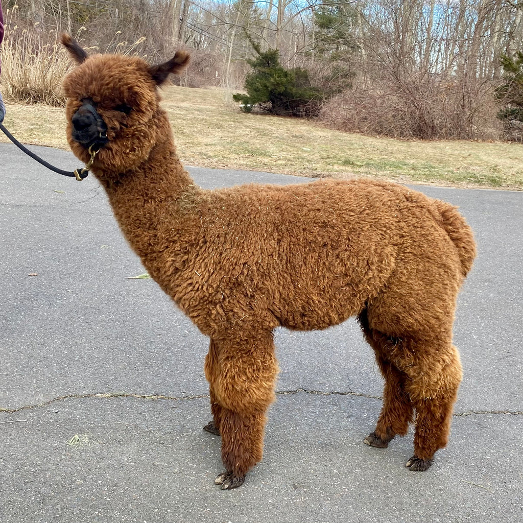 100% Llama Yarn - Brown